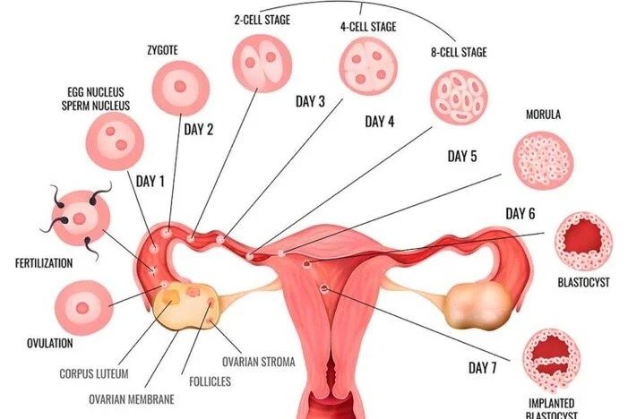 Ovulation